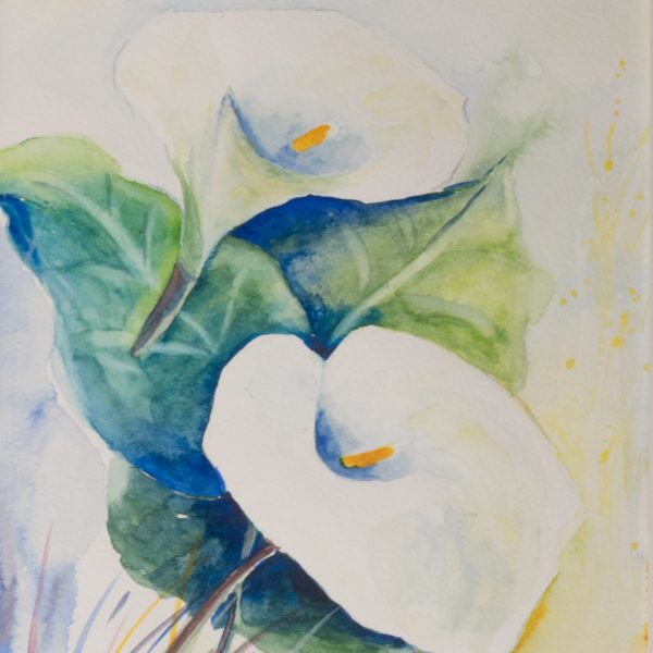 26_Aql_plus1_Calla_aethiopica_II_0001